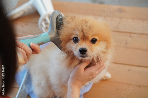 Pet Shower, pomeranian or small dog breed lay down on a wooden table and combing by brush