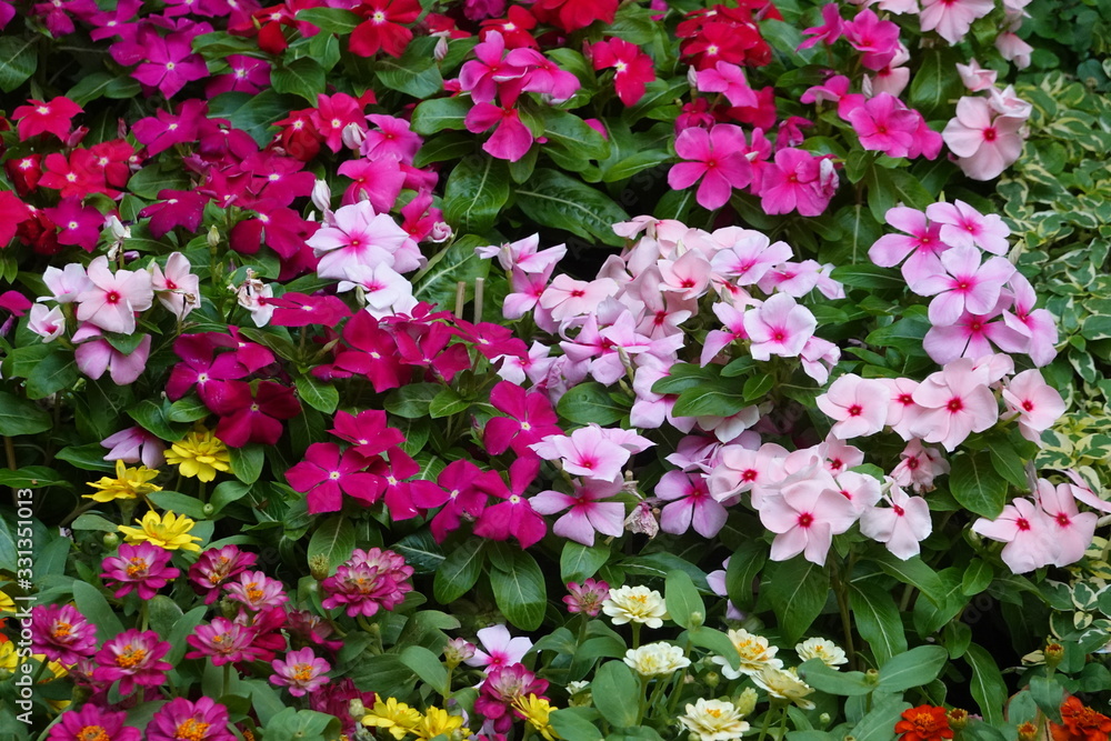 Blooming Colorful Petunia Flowers in Spring Blooming Colorful Petunia Flowers in Spring