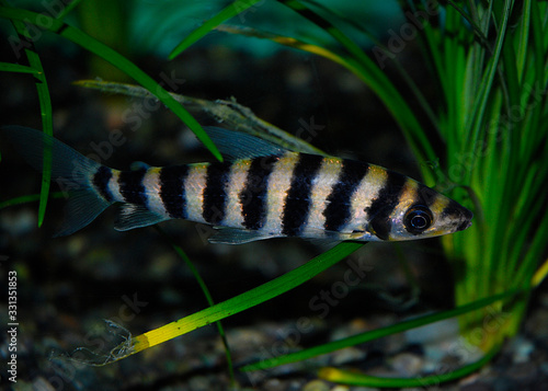Banded Leporinus Fish in Aquarium Tank