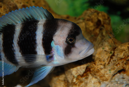 Cyphotilapia Frontosa, an African Cichlid from Lake Tangyanika