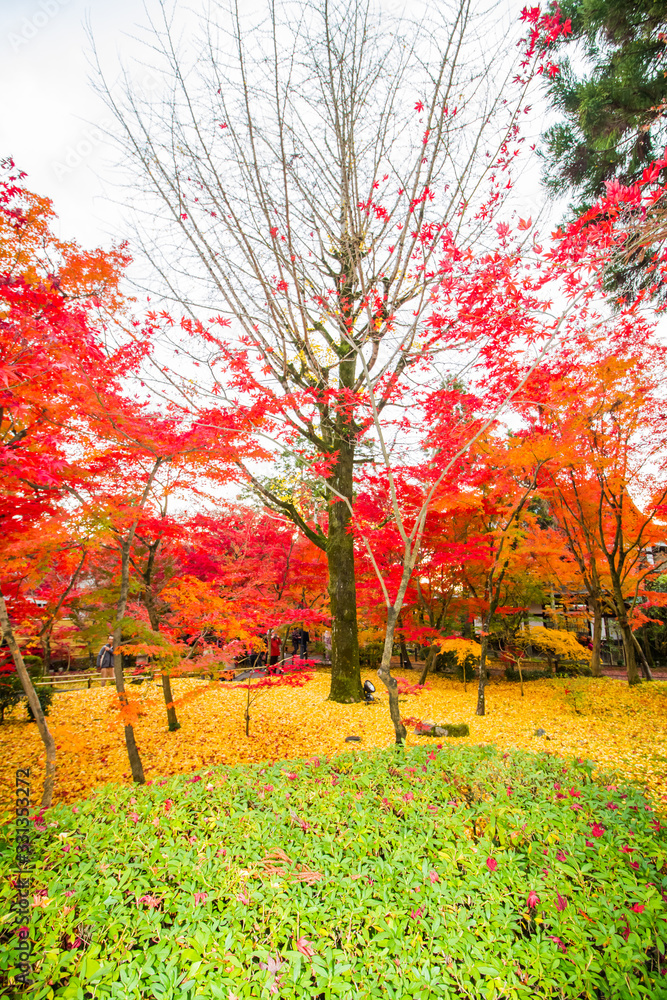 Autumn colorful