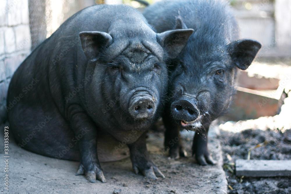 Vietnamese black bast-bellied pig. Herbivore pigs a Vietnamese black bast-bellied pig. Herbivore pigs a
