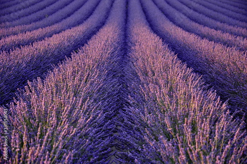purple lavender background