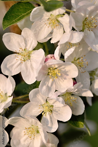 white flowers of apple tree