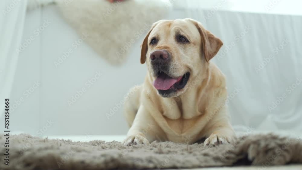 Close-up of Labrador Retriever Dog Lying on the Carpet in the Living Room. Pets and Animals Concept Close-up of Labrador Retriever Dog Lying on the Carpet in the Living Room. Pets and Animals Concept