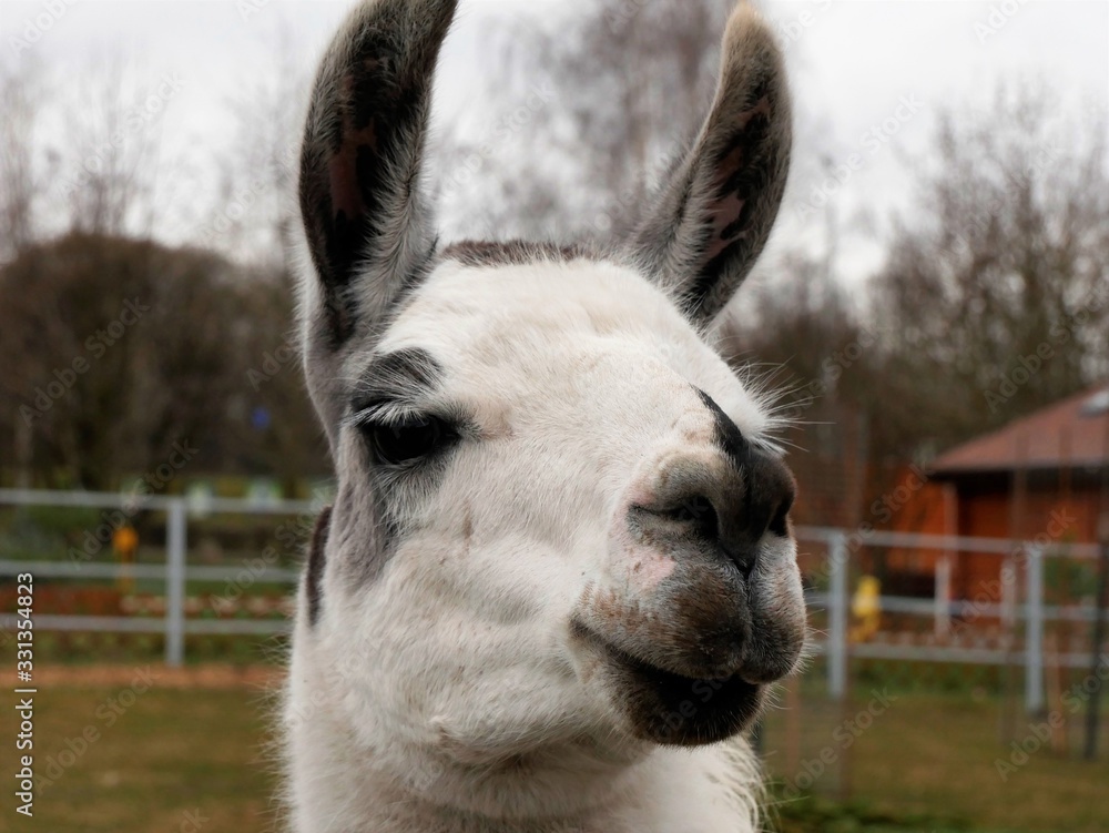 Fototapeta premium Llama head close up.