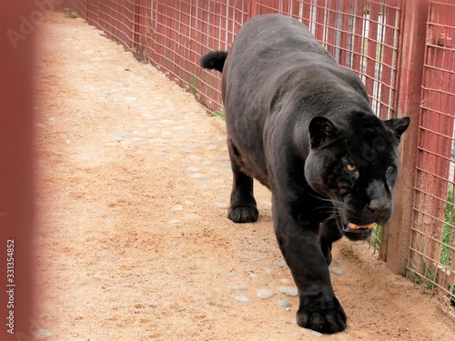 Panther walks along the zoo cage