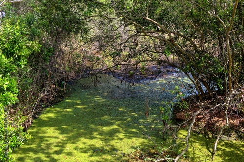 Swamp