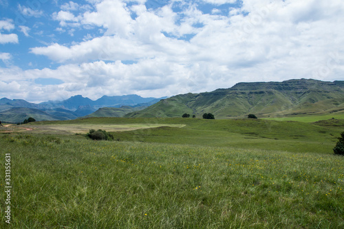 Meadow of Indigenous Grasses and Flowers with Mountains