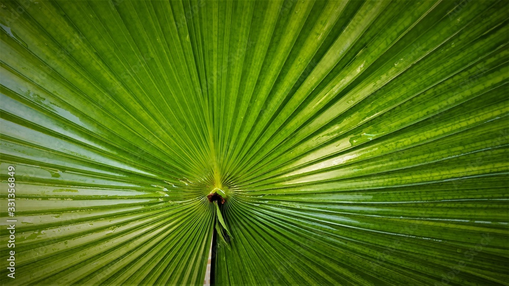 Sun Rey Pattern Awesome sun ray pattern of a huge leaf with water droplets on it, India ...