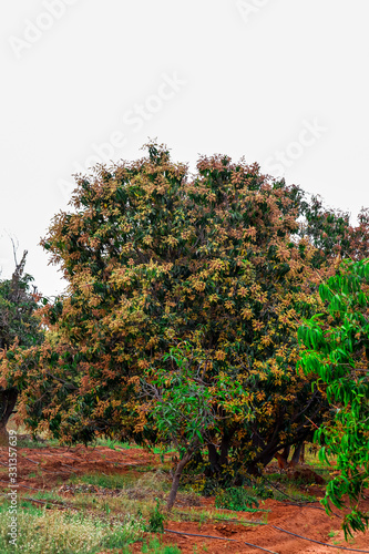 mango tree flowers,mango garden beautiful view,mango flowers and green leaves,full mango trees view,fresh and green leaves garden (mango) photo