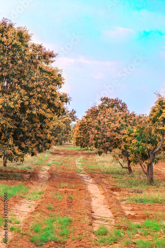 mango tree flowers,mango garden beautiful view,mango flowers and green leaves,full mango trees view,fresh and green leaves garden (mango) photo