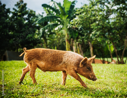 Domestic pig in Viñales Valley, Cuba, Central America photo