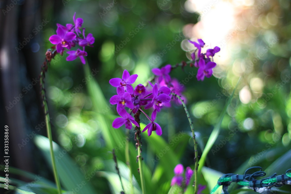 Obraz premium Flowers and Plants