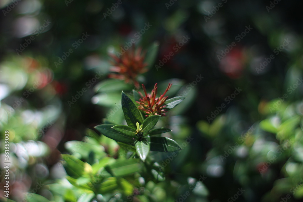 Flowers Flowers