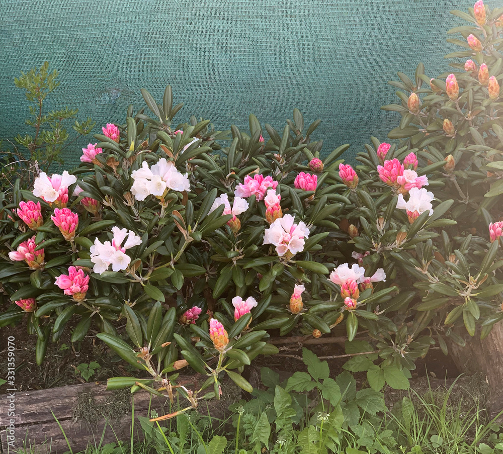 lush bush of spring blooming pink rhododendrons on a blurry background