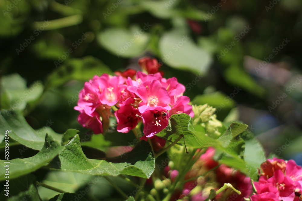 Obraz premium Flowers