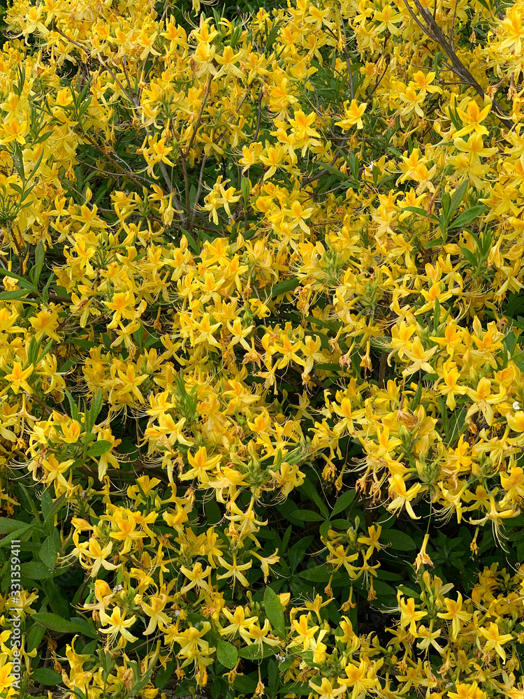 Obraz premium lush bush of spring blooming yellow rhododendrons on a blurry background