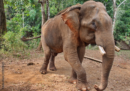 Portrait of the elephant in Cambodian jungle