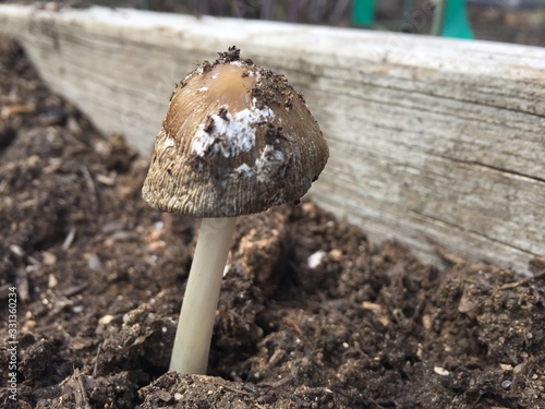 Mushroom in the Garden