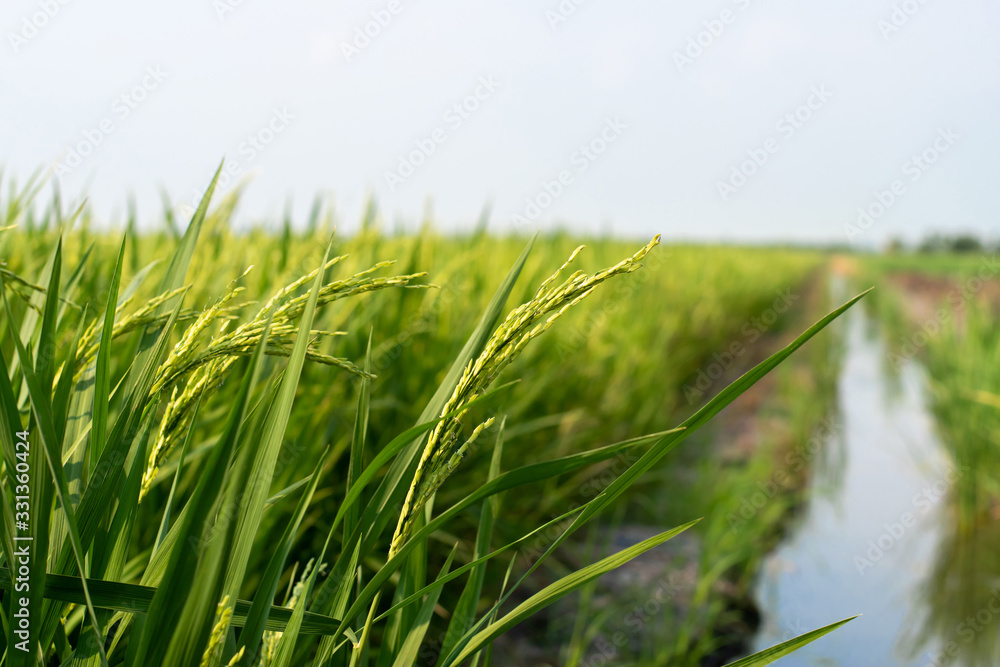 Closeup of green rice in the rice fields in Thailand Closeup of green rice in the rice fields in Thailand