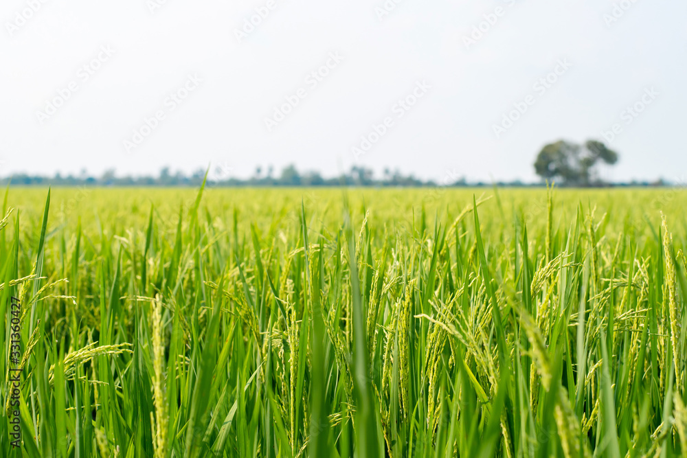 Green rice fields are on farms in Thailand.