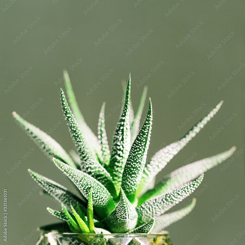 Evergreen succulent haworthia close up on green background. Natural aloe plant growing in small pot. Selective focus. Evergreen succulent haworthia close up on green background. Natural aloe plant growing in small pot. Selective focus.