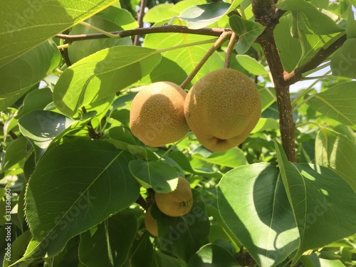 Fruit in Japanse Orchard