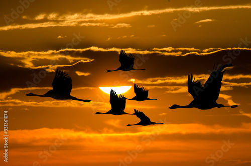 flight of cranes at sunset. Migrating birds in front of the sun.