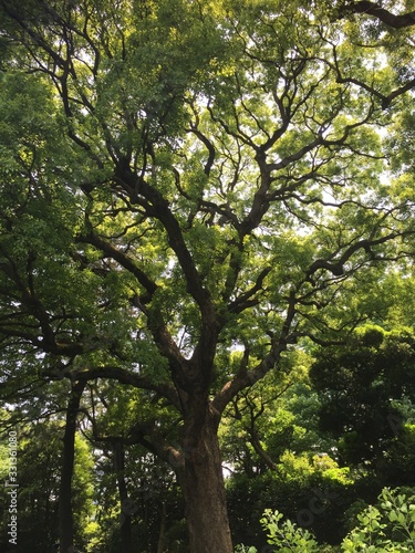 Japanese Cool Tree