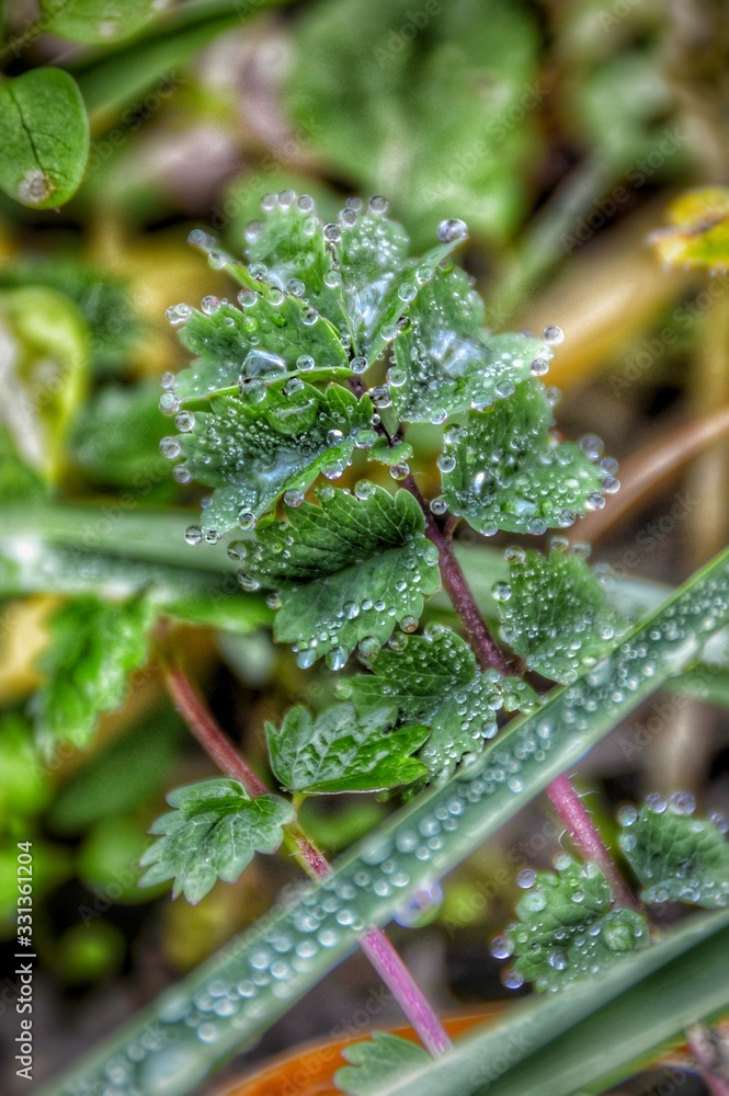 drops on green leaf drops on green leaf