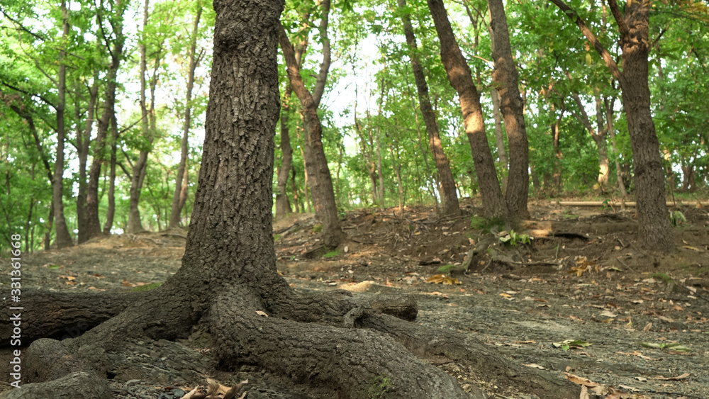 Korean Mountain Forest Korean Mountain Forest