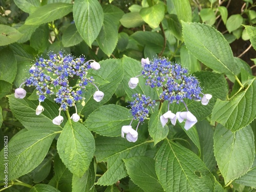 Unusual Japanese Flower