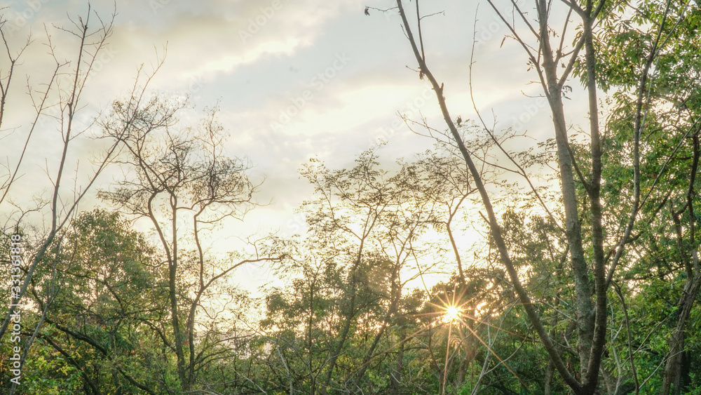 Obraz premium Korean Mountain Forest