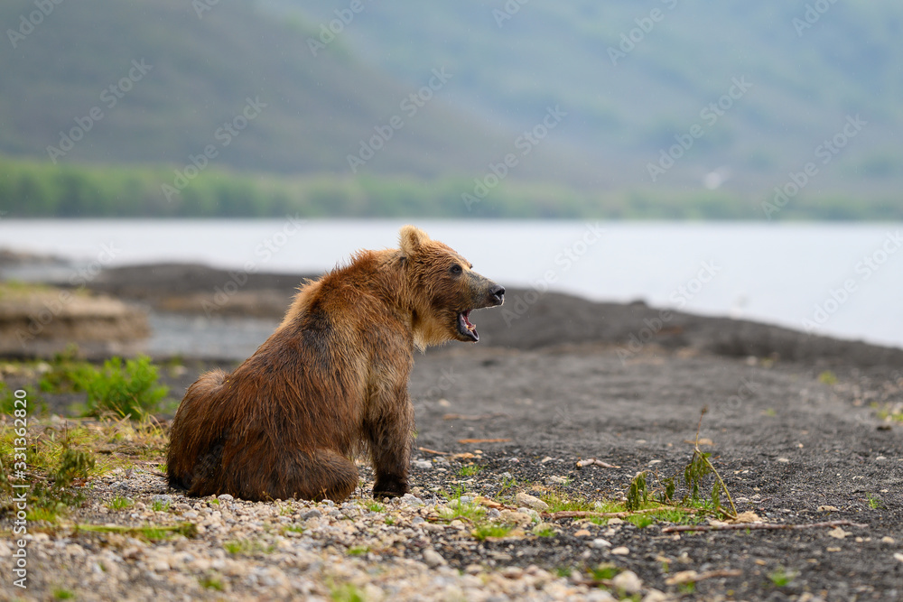 Ruling the landscape, brown bears of Kamchatka (Ursus arctos beringianus) Ruling the landscape, brown bears of Kamchatka (Ursus arctos beringianus)