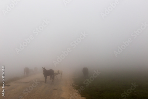 Some horses on top of Subasio mountain, over a sea of fog filling the Umbria valley