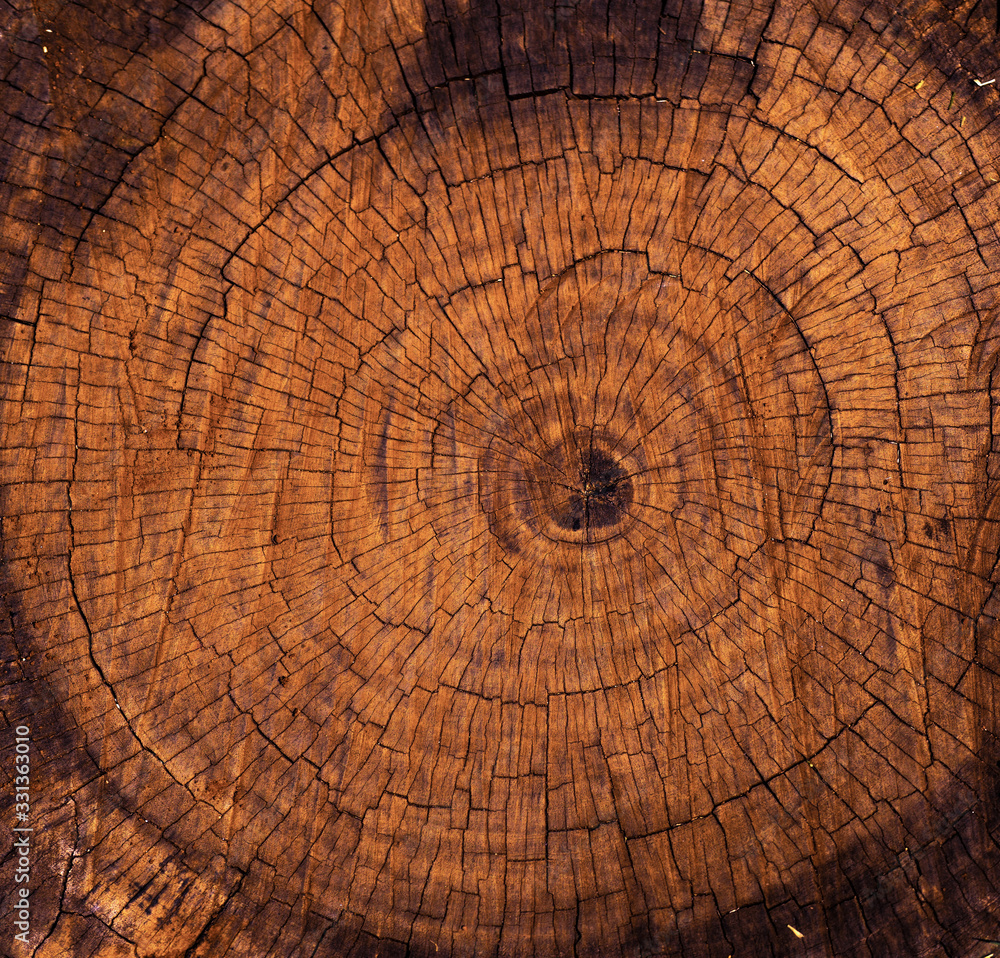 cross section of tree trunk - obrazy, fototapety, plakaty 