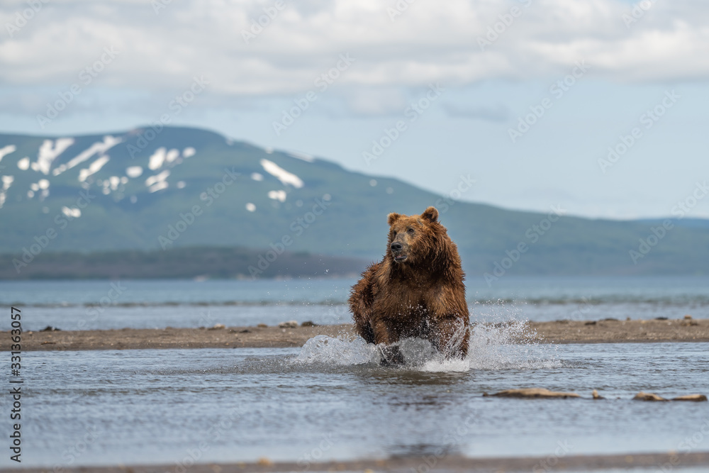 Ruling the landscape, brown bears of Kamchatka (Ursus arctos beringianus) Ruling the landscape, brown bears of Kamchatka (Ursus arctos beringianus)