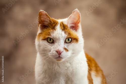 Porträt-Fotografie einer Süßen Rot-Weißen Katze