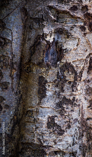 old wood texture
