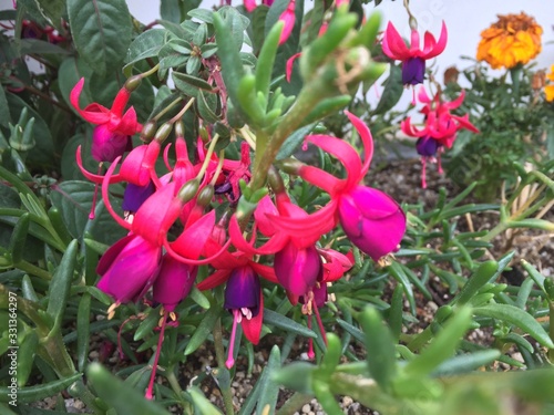Unusual Japanese Flowers