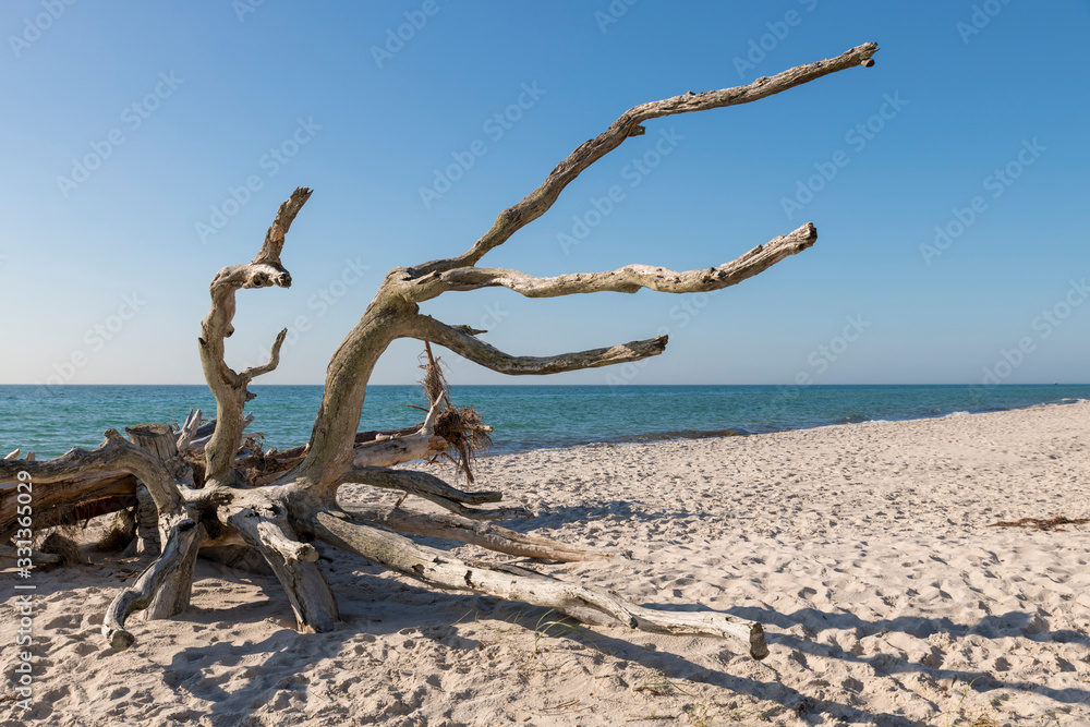 Old tree root is weathered on a beach overlooking the sea Old tree root is weathered on a beach overlooking the sea