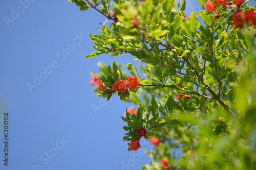 Pomegranate tree in bloom in summer
