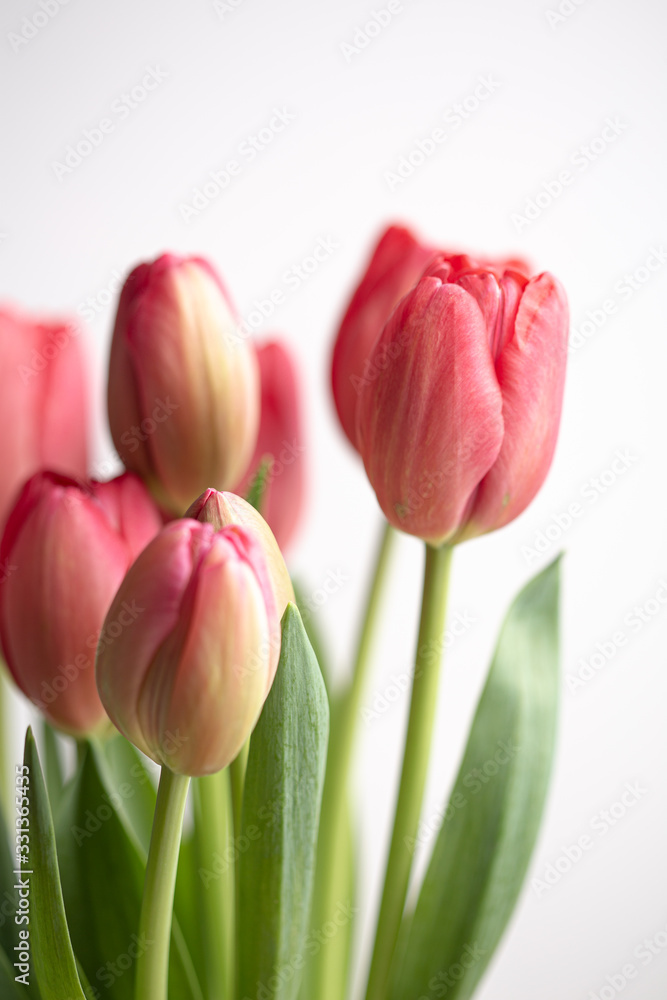 Naklejka premium Pink tulip flower bouquet in bloom isolated on a white background