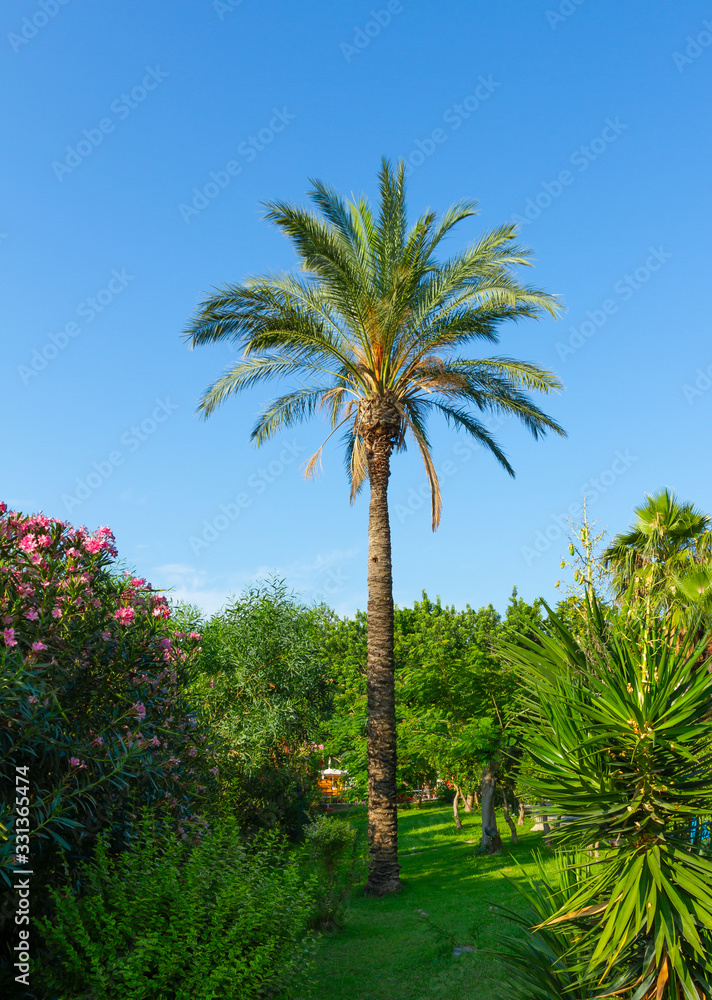 Summer beautiful park with palm tree in Kemer