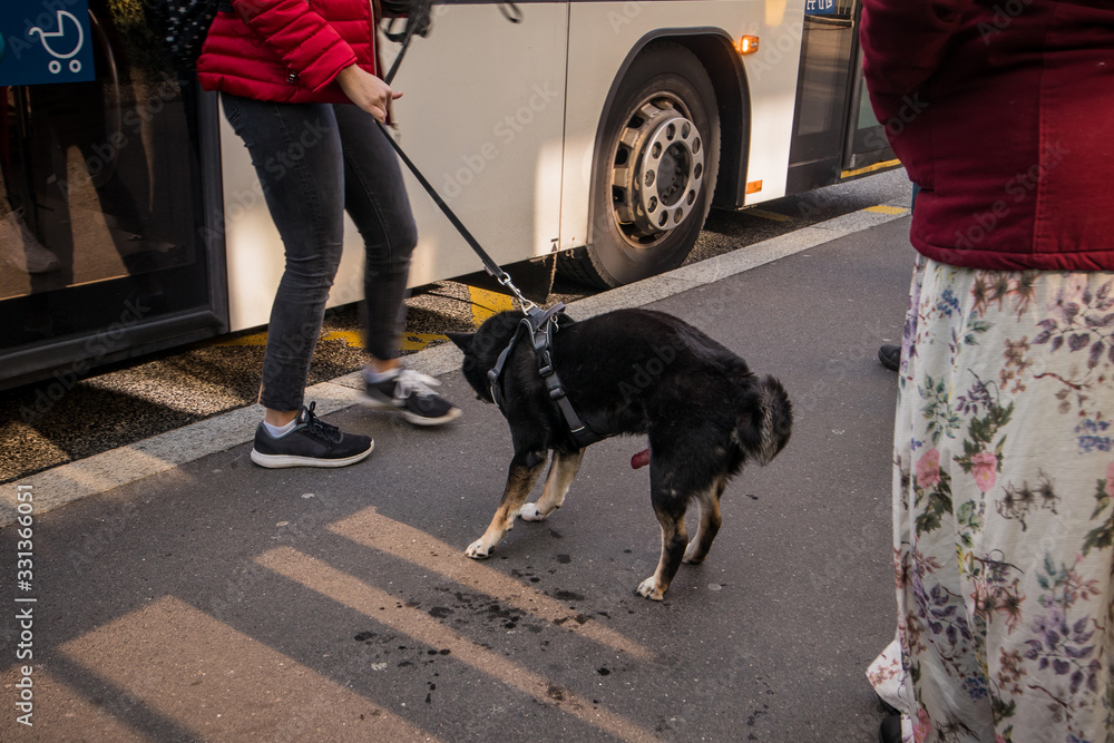 Young dog masturbating and ejaculating in public on a bus station. Embarassment for the owner as