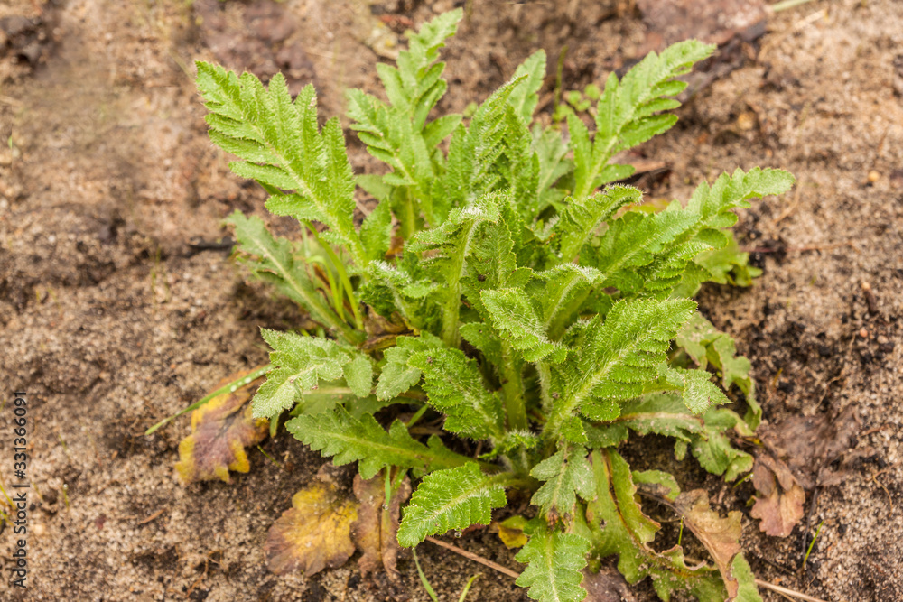 Bush of perennial Papaver orientale Bush of perennial Papaver orientale