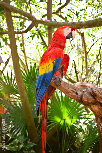 Scarlet macaw parrot or Ara macao