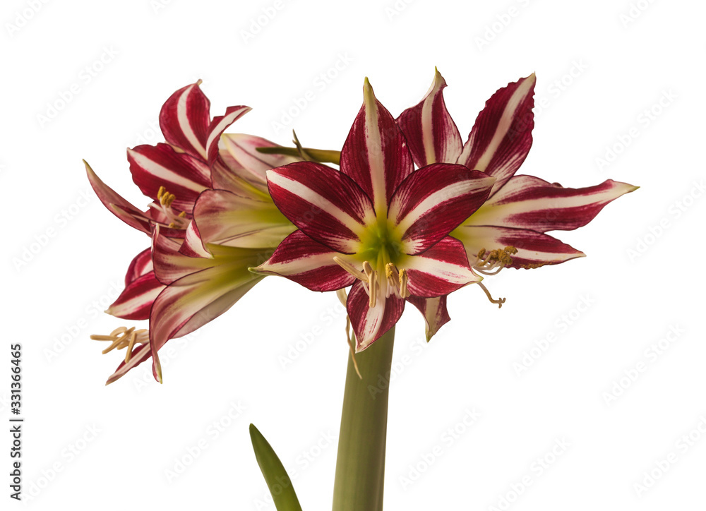 Fototapeta premium Flower Hippeastrum (amarillis) 