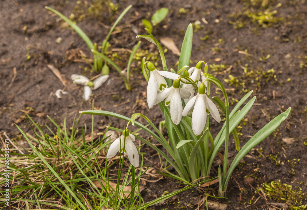 Fototapeta premium Bloom white Galanthus (snowdrops) in spring day